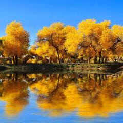 内蒙古额济纳旗胡杨林