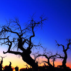 额济纳的怪树林