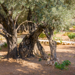 Ancient biblical olive tree planted before Christ Gethsemane garden. Jerusalem, Israel.
