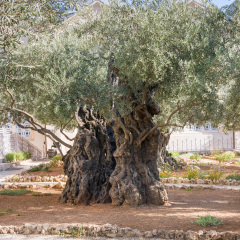 Ancient biblical olive tree planted before Christ Gethsemane garden. Jerusalem, Israel.
