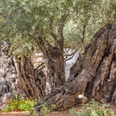 Ancient biblical olive tree planted before Christ Gethsemane garden. Jerusalem, Israel.