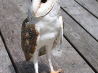 凯恩斯热带动物园