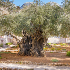 Ancient biblical olive tree planted before Christ Gethsemane garden. Jerusalem, Israel.