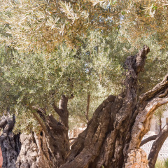 Ancient biblical olive tree planted before Christ Gethsemane garden. Jerusalem, Israel.
