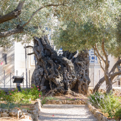 Ancient biblical olive tree planted before Christ Gethsemane garden. Jerusalem, Israel.