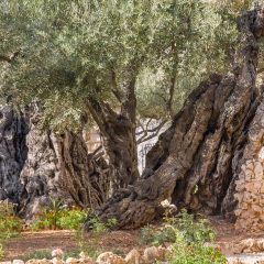 Ancient biblical olive tree planted before Christ Gethsemane garden. Jerusalem, Israel.