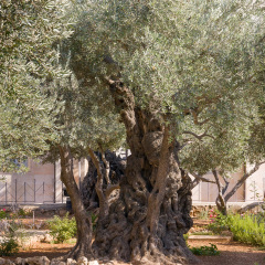 Ancient biblical olive tree planted before Christ Gethsemane garden. Jerusalem, Israel.