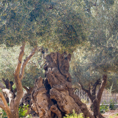 Ancient biblical olive tree planted before Christ Gethsemane garden. Jerusalem, Israel.
