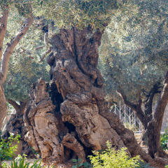 Ancient biblical olive tree planted before Christ Gethsemane garden. Jerusalem, Israel.