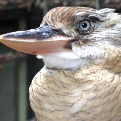 Cairns Tropical Zoo - Blue-Winged Kookaburra 05
