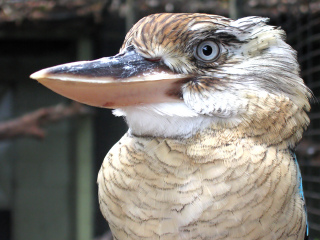 凯恩斯热带动物园