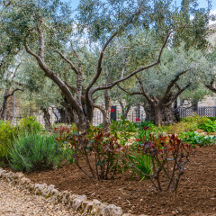 Garden of Gethsemane - olive trees