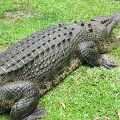 Cairns Tropical Zoo - Saltwater Crocodile 09