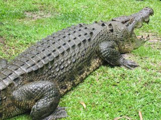 凯恩斯热带动物园