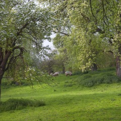 Old Pear Orchard, near Cotswold village of Broadway, Worcestershire, England