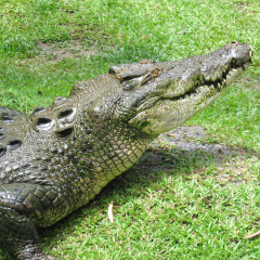 Cairns Tropical Zoo - Saltwater Crocodile 28