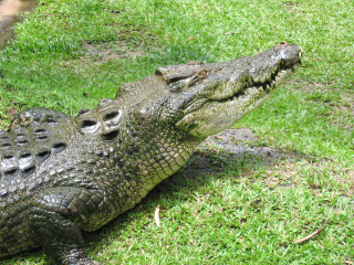 凯恩斯热带动物园