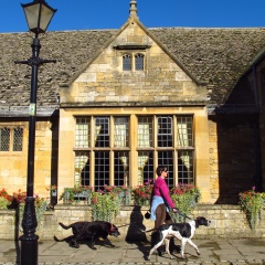 Broadway, United Kingdom  October 6, 2012: A woman walks two dogs along the quaint High Street of Broadway village in the English Cotswolds in front of a cottage house made of golden Cotswold stone.
