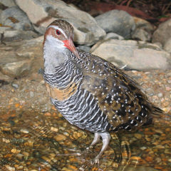 Cairns Tropical Zoo - Buff-Banded Rail 03