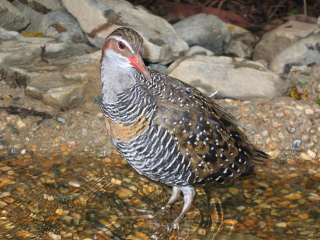 凯恩斯热带动物园