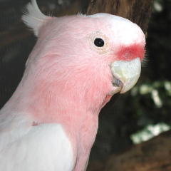 Cairns Tropical Zoo - Pink Cockatoo (Major Mitchell's) 02
