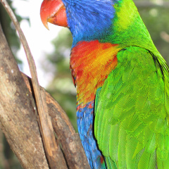 Cairns Tropical Zoo - Rainbow Lorikeet 03