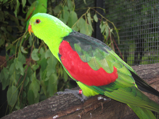 凯恩斯热带动物园