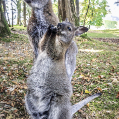 Mother and Baby Kangaroo Eating. Two kangaroos in a park. France
