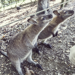 Hungry cute kangaroos in the national park