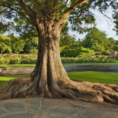 Johannesburg, South Africa - 11 November, 2011: Emmarentia park, Trunk of old tree in Johannesburg Botanical Garden