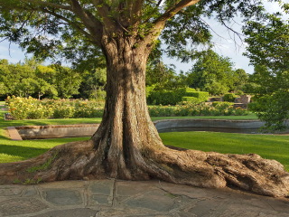 约翰内斯堡植物园