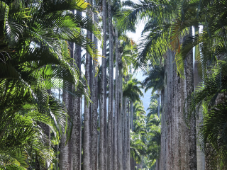 里约植物园
