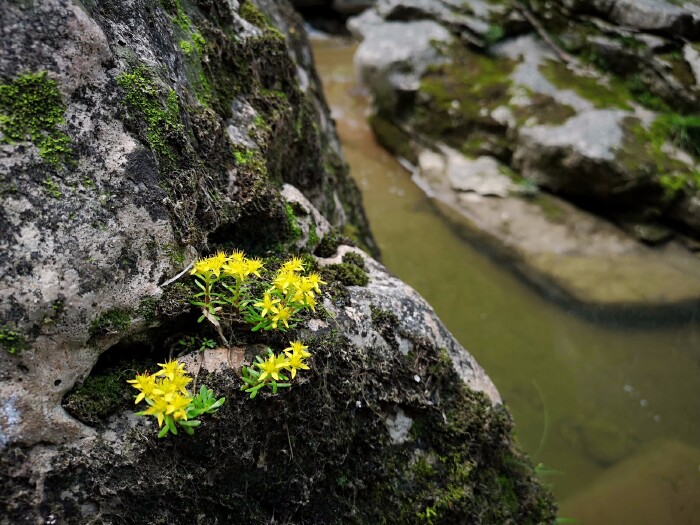 顽强的生命力不知见证了人世间几多沧桑?