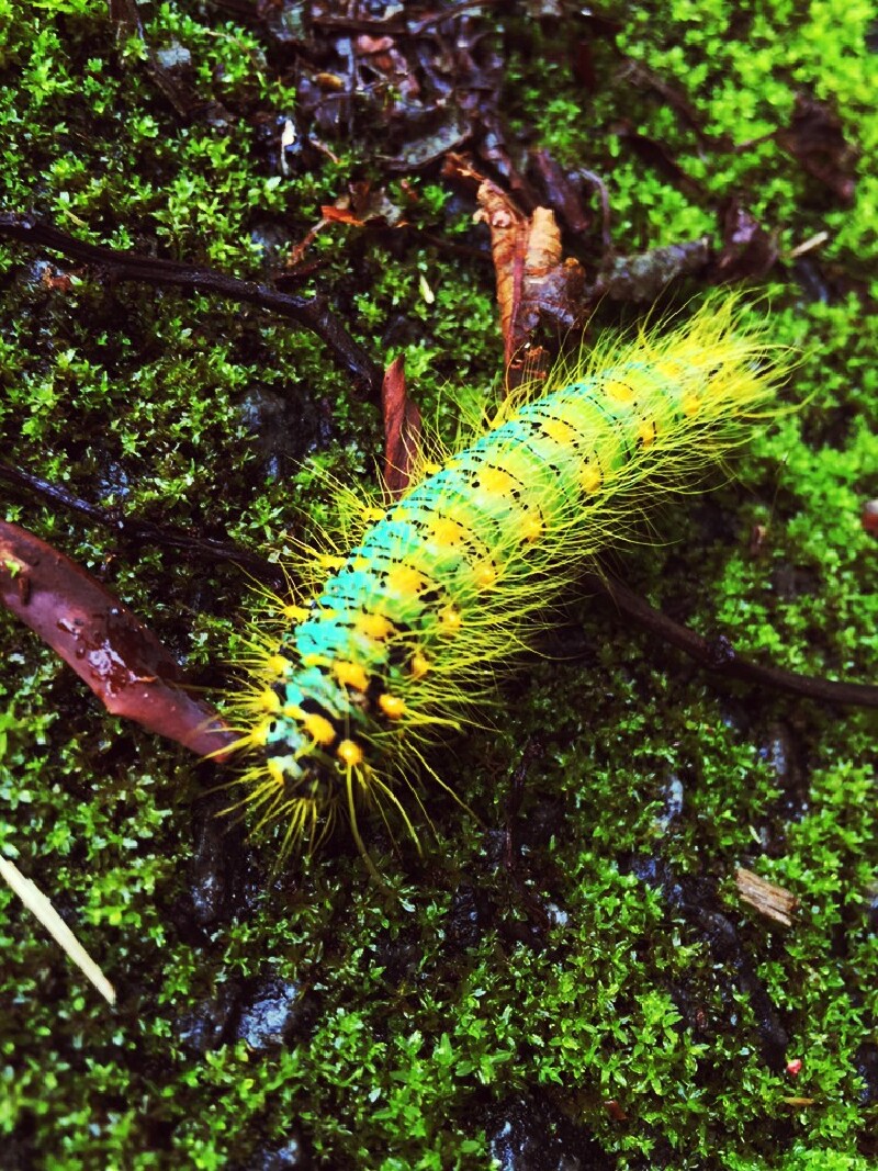 中国榕树王                     好大一个毛毛虫