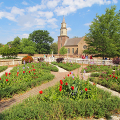 WILLIAMSBURG, VIRGINIA - APRIL 21 2012: Gardens of Colonial Williamsburg in front of Bruton Parish Church in spring. The restored town is a major attraction for tourists and meetings of world leaders.