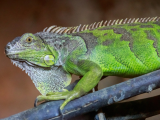 阿联酋公园动物园