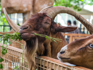 阿联酋公园动物园