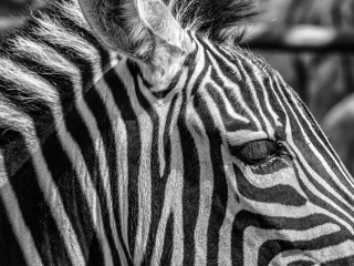 阿联酋公园动物园