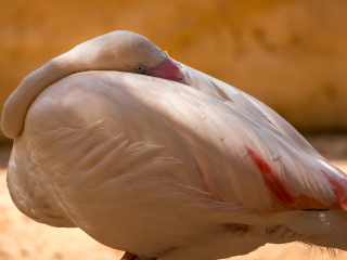 阿联酋公园动物园