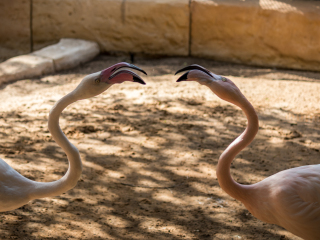 阿联酋公园动物园