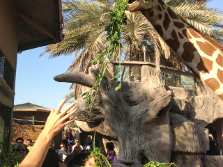 阿联酋公园动物园