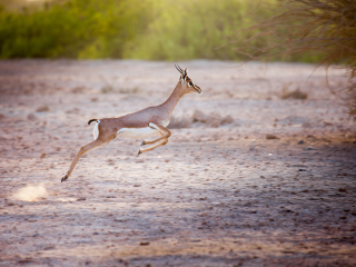 阿联酋公园动物园