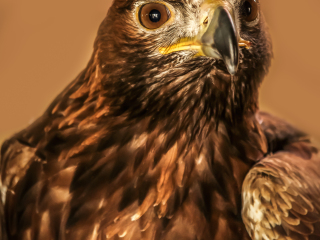 阿联酋公园动物园