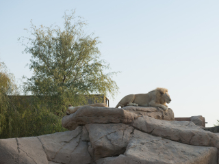 阿联酋公园动物园