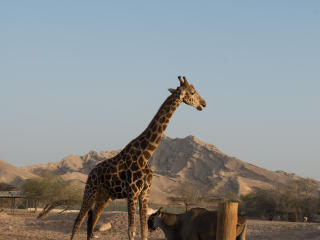 阿联酋公园动物园