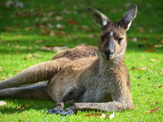 珀斯野生动物园