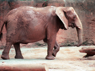 亚特兰大动物园