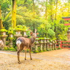 Wild deer in Nara Park in Japan. Deer are symbol of Nara's greatest tourist attraction. On background, red Torii gate of Kasuga Taisha Shine one of the most popular temples in Nara City.