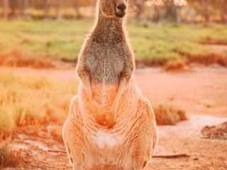 珀斯野生动物园