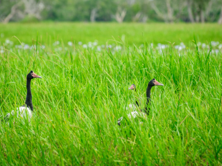 玛丽河国家公园
